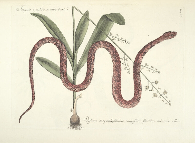 13 Famous Botanical Artists: Influential Artists Who Brought Nature to Life