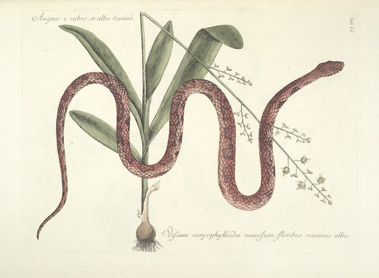 13 Famous Botanical Artists: Influential Artists Who Brought Nature to Life