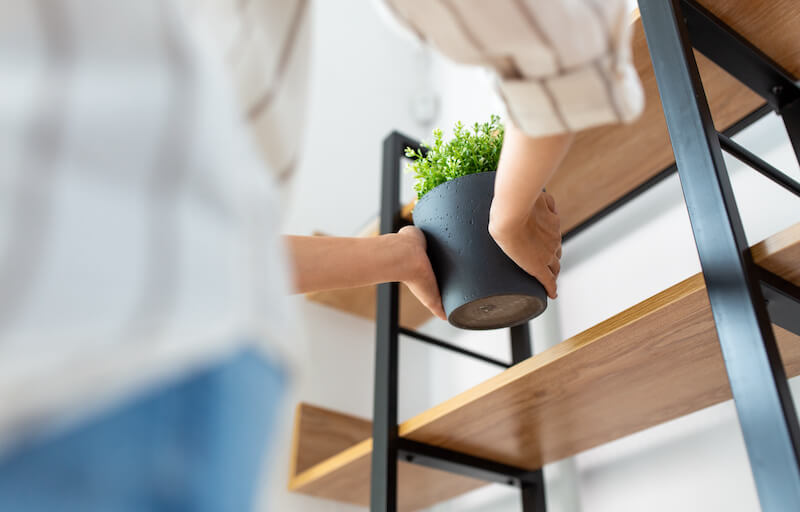 Decorating with Houseplants: Popular Houseplants & How to Use Them